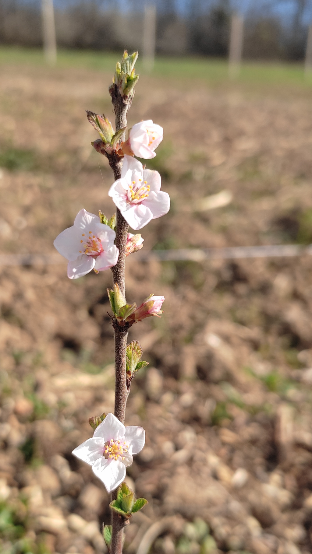 Premières fleurs /20220325_premieresfleurs.jpg
