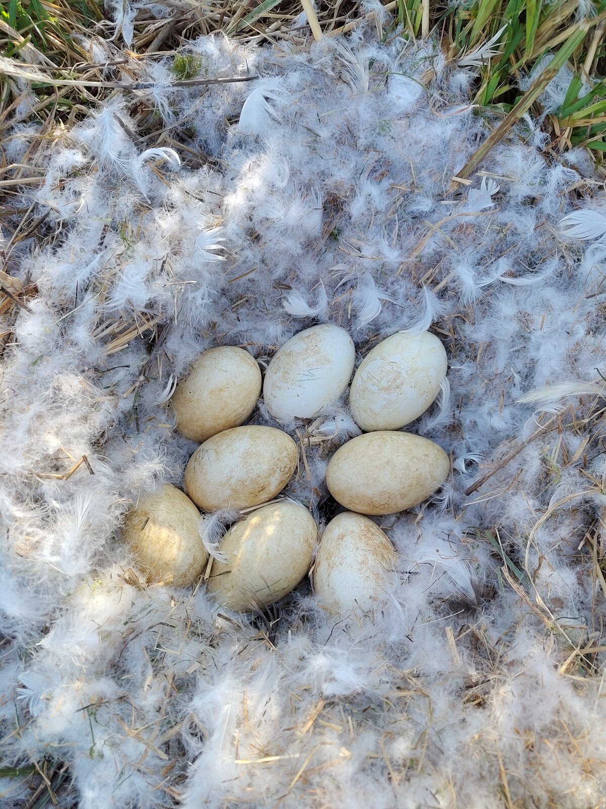 Un nid garni de duvet avec huit œufs, en avril