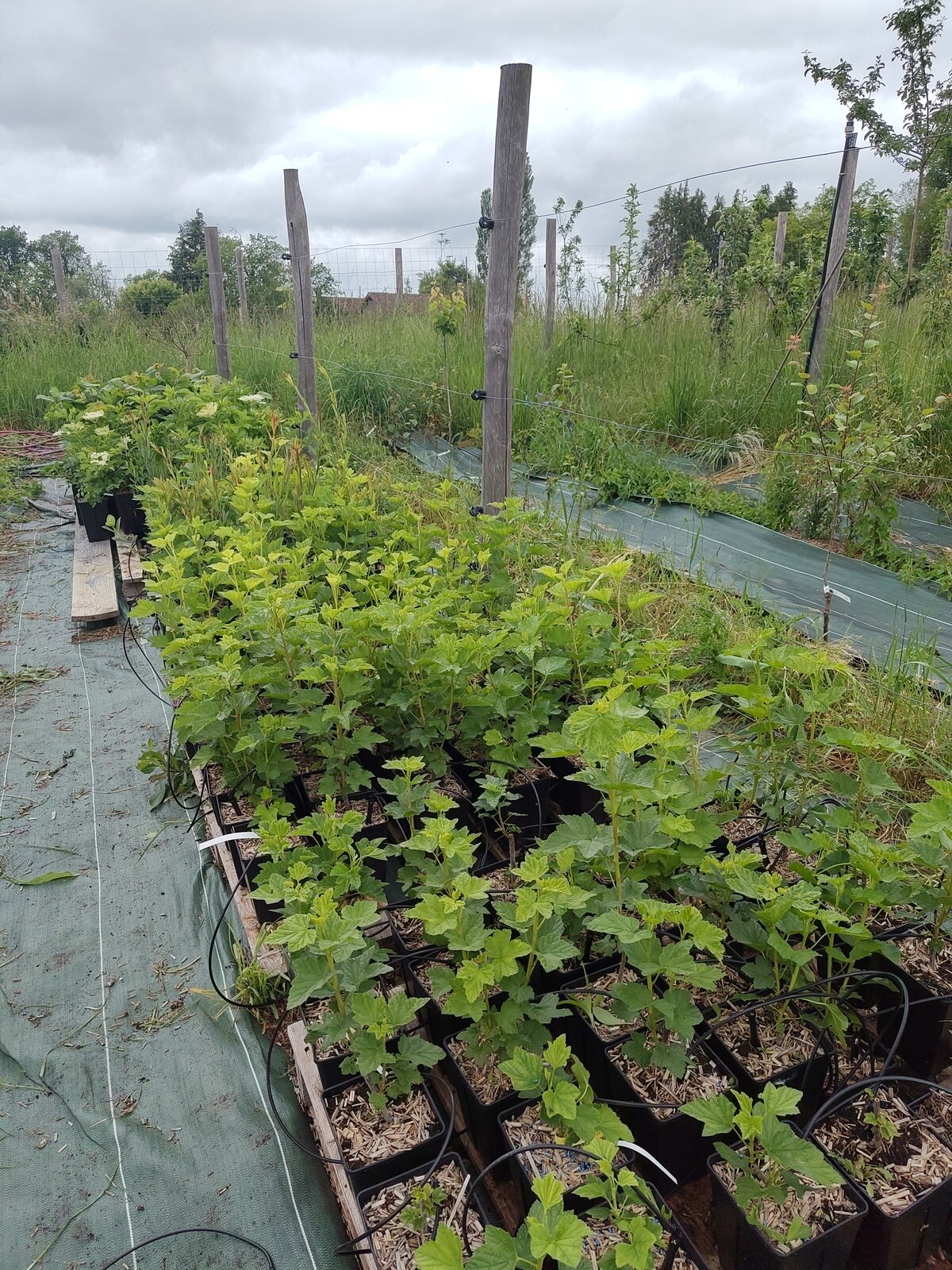 Petits fruits en godets — mai 2026