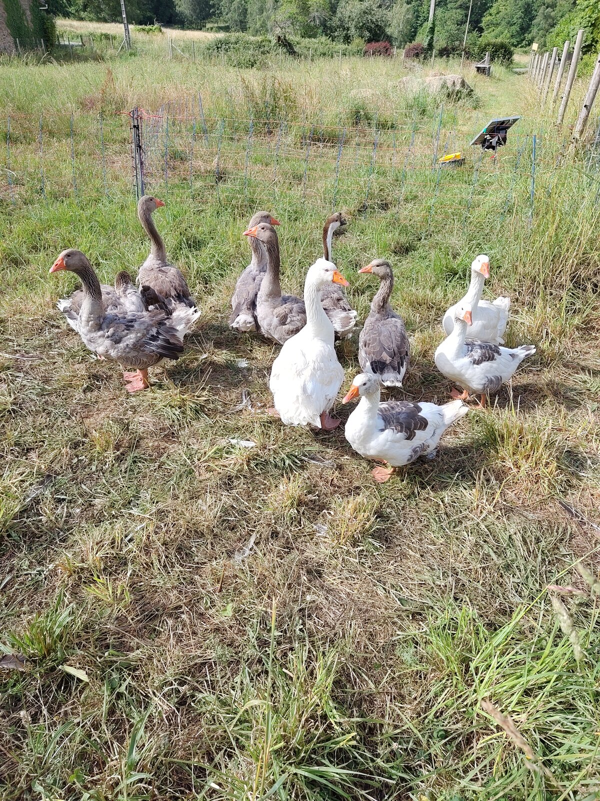 La troupe d’oies et de jars dans l’herbe, près du filet