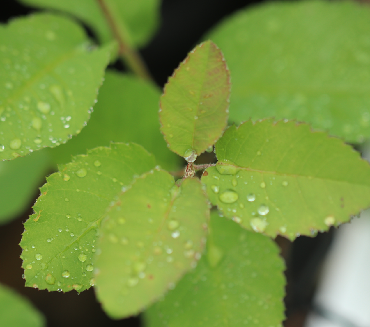 Amélanchier à feuilles ovales ⏳