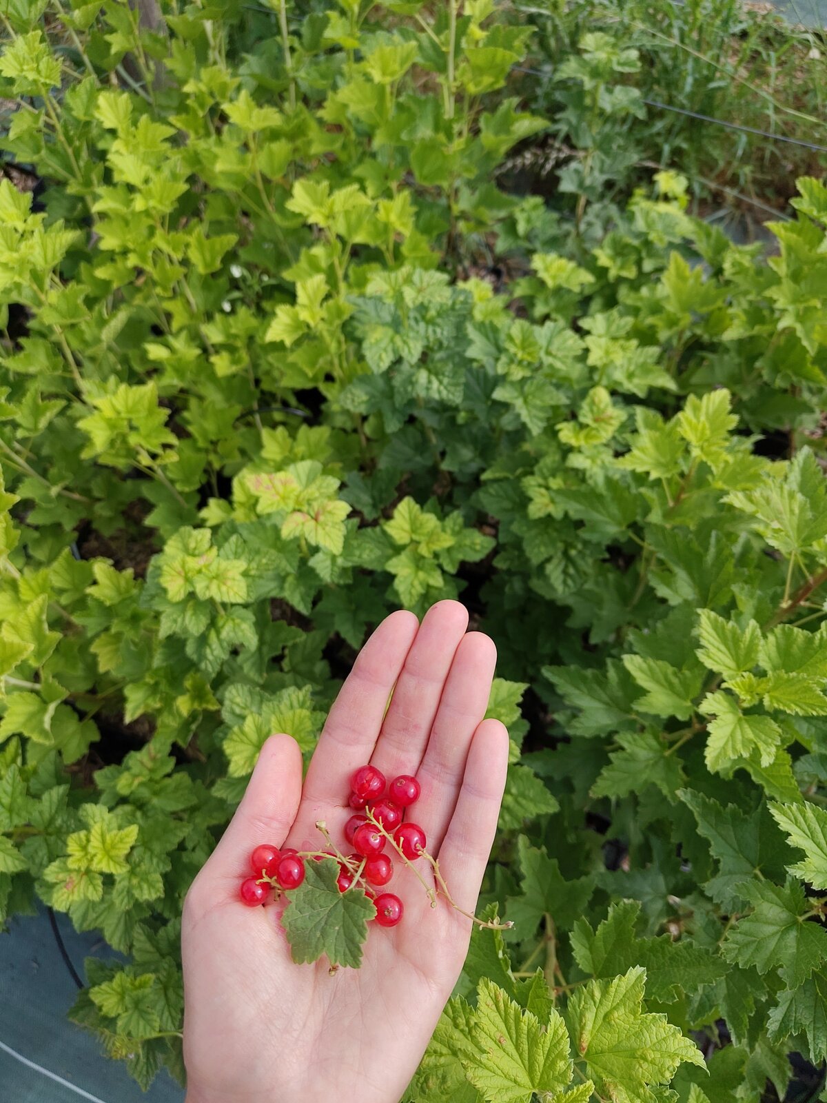 Groseillier à grappes Rovada