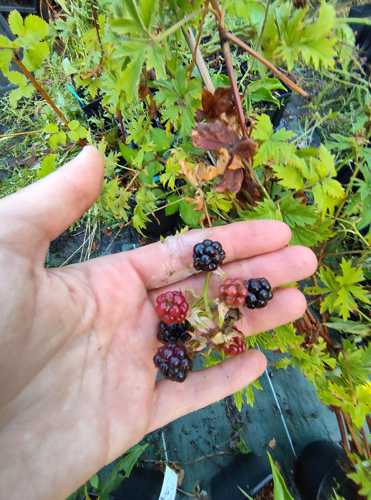 Mûre - framboise Thornless Evergreen
