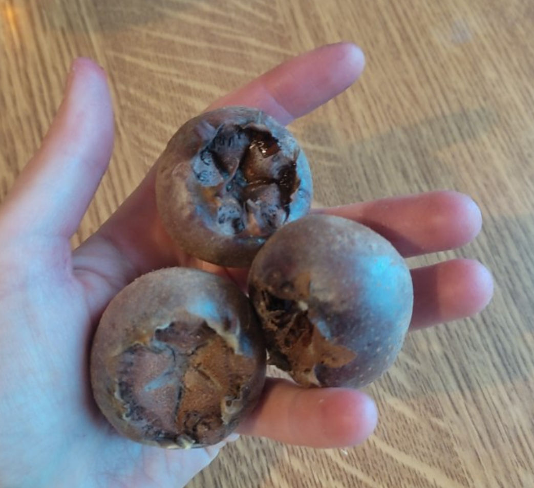 Néflier à fruits moyens Jérôme 🔒