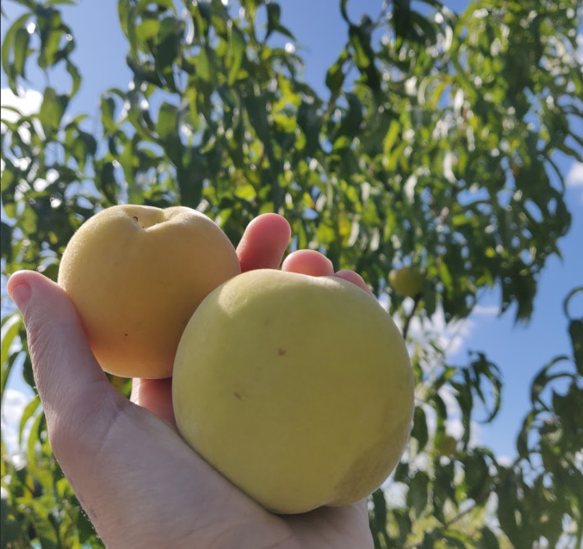 Pêche de vigne à chair jaune ⏳