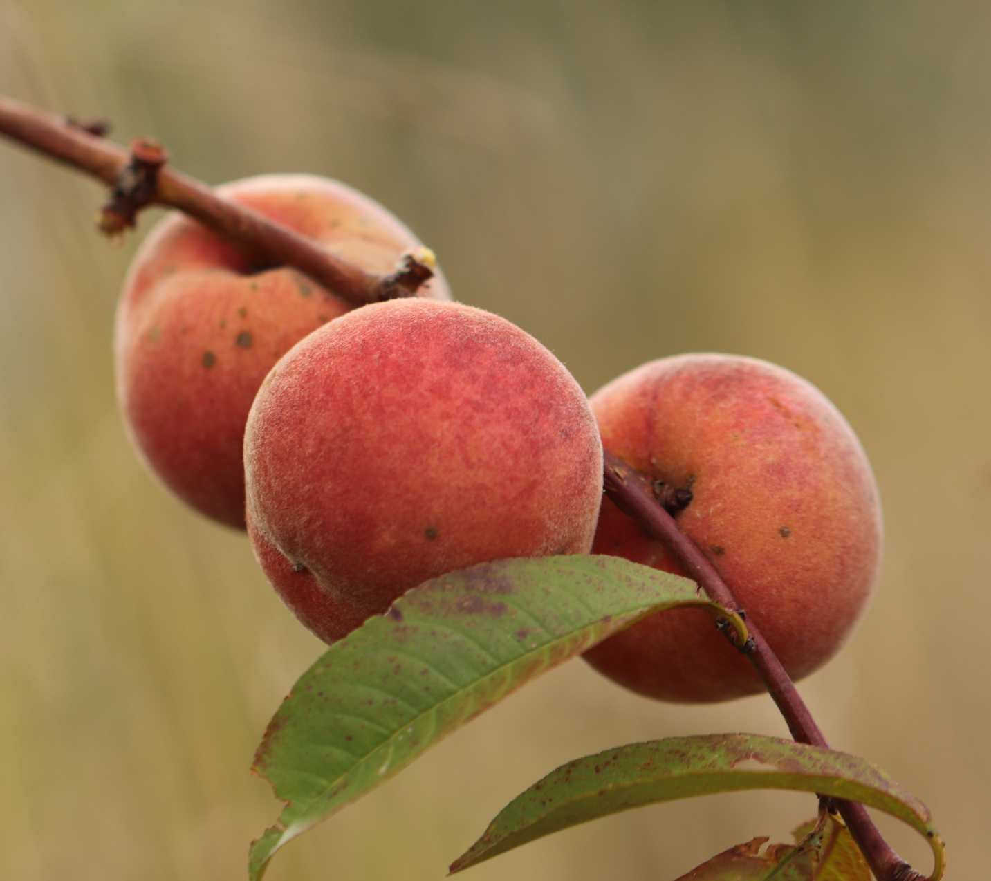 Pêcher rubira - Prunus persica rubira ⏳