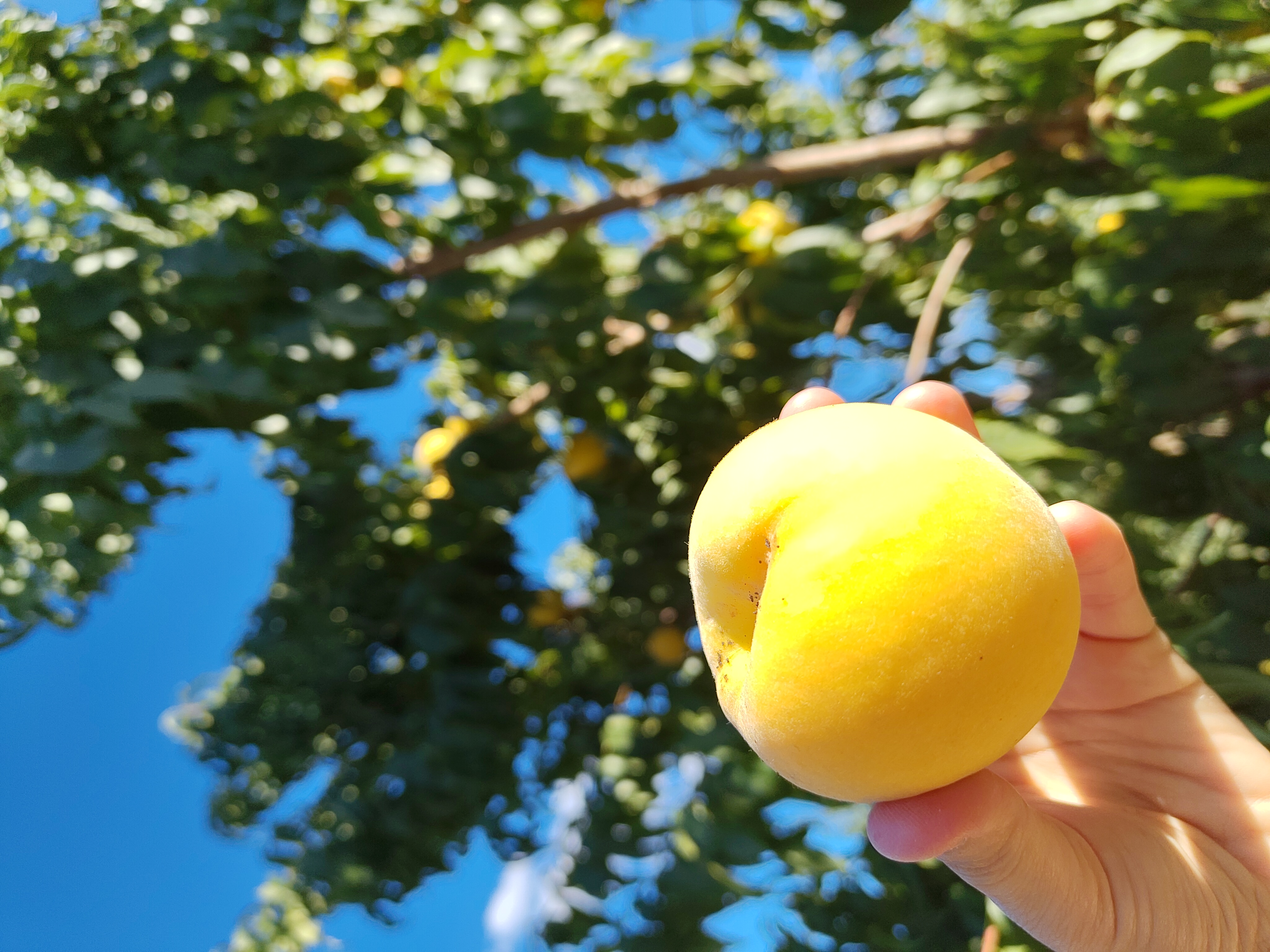 Pêcher Pêche de vigne à chair jaune