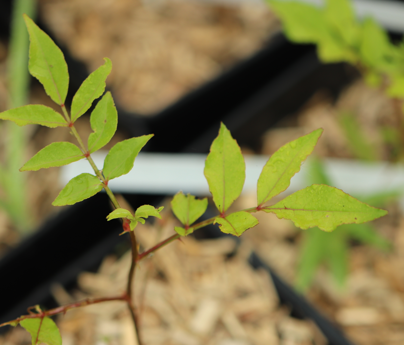 Zanthoxylum piperitum 🔒