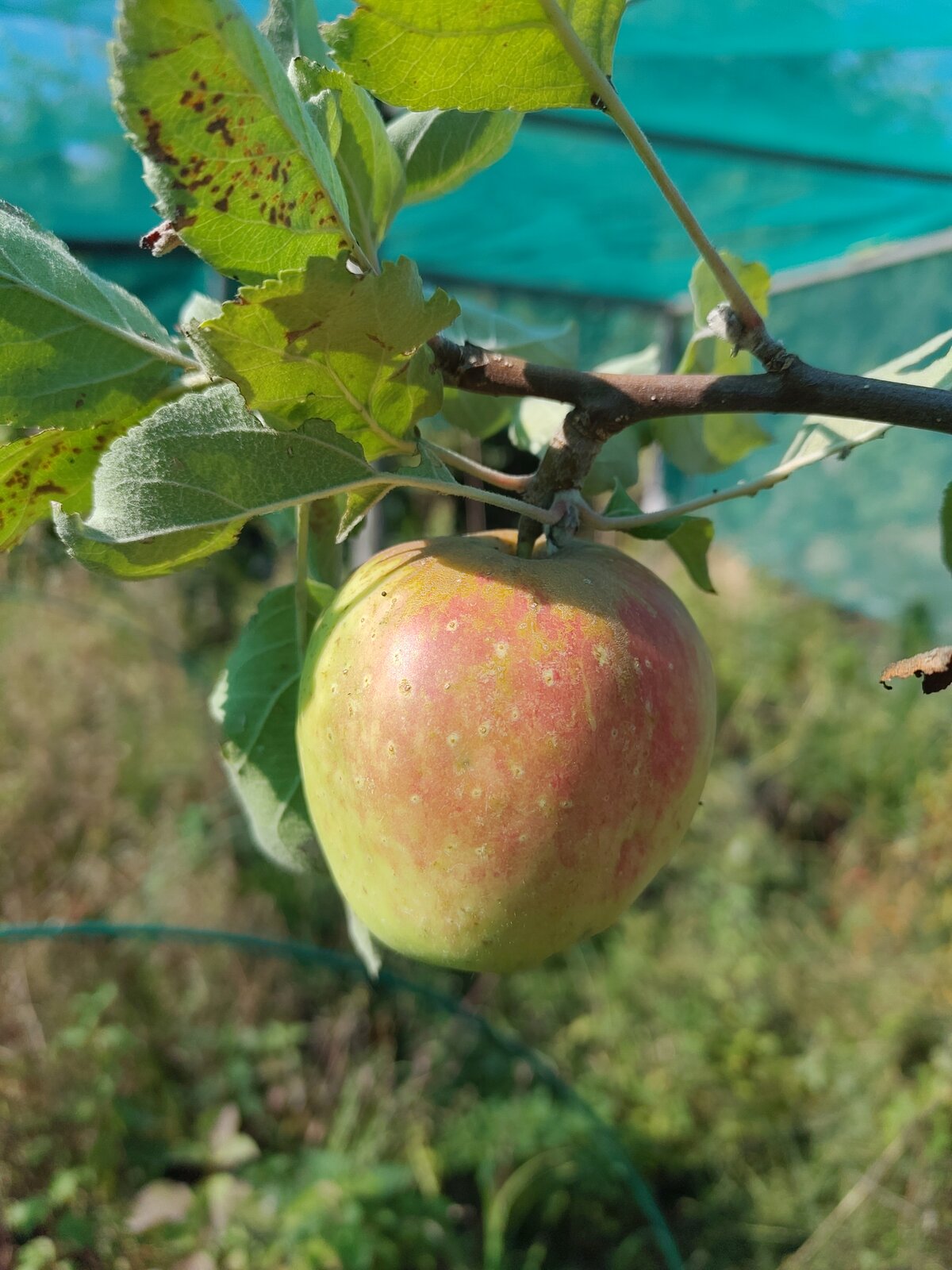 Pommier Bouscasse de Bres