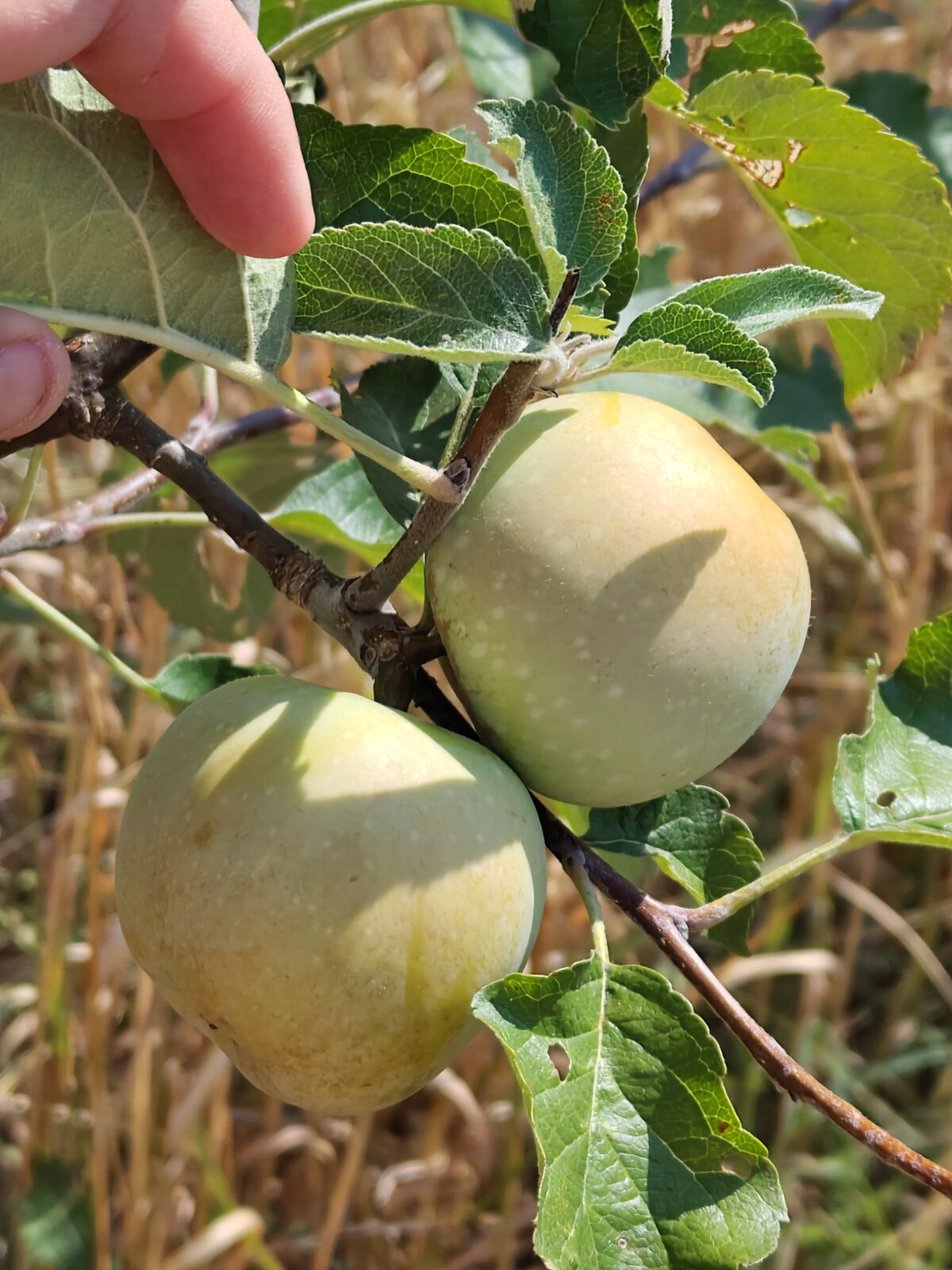 Pommier Macoun