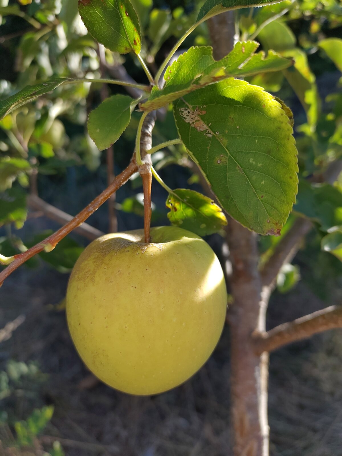 Pommier Reinette or