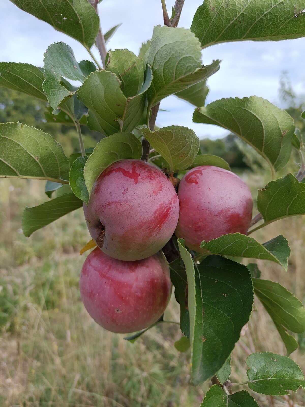 Pommier Surprise
