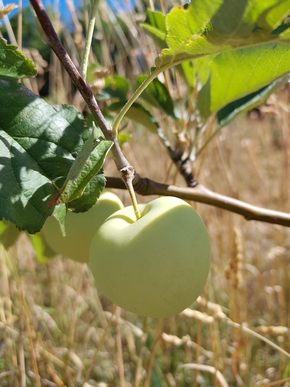 Pommier Transparente de Croncels