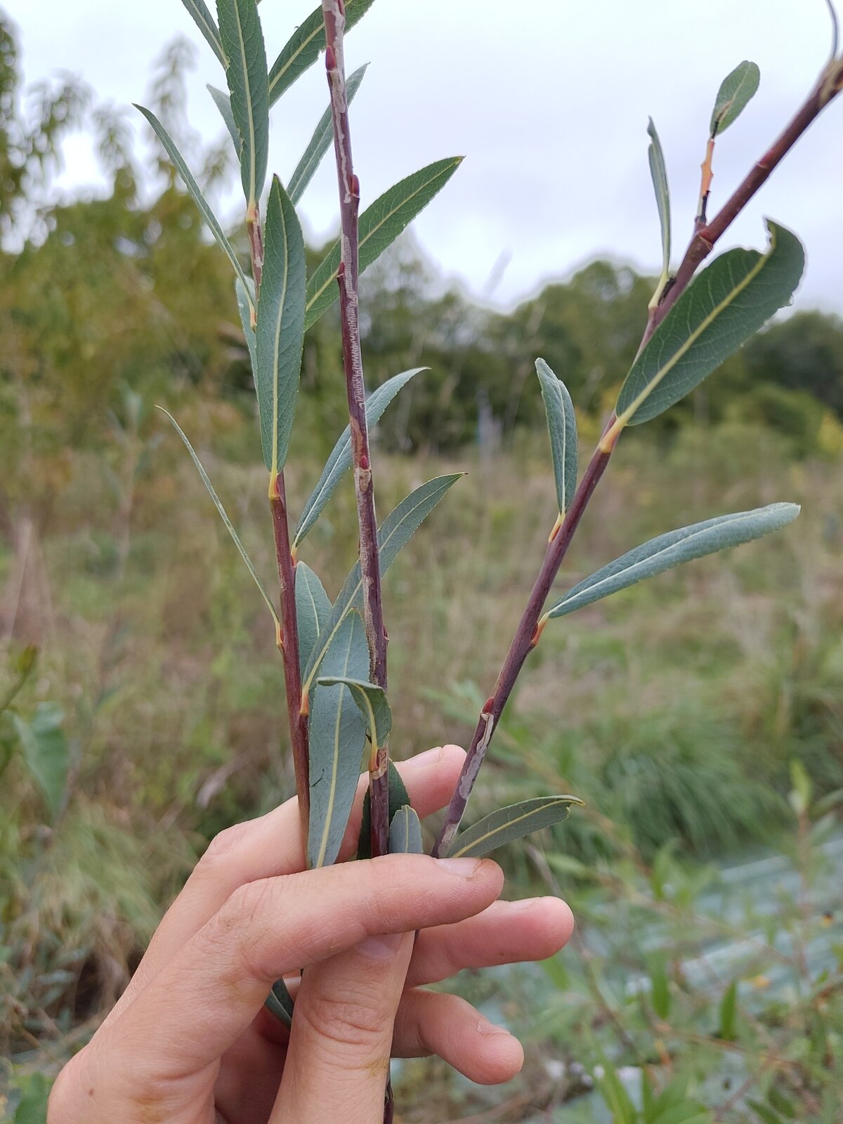 Saule Purpurea Daphnoïdes