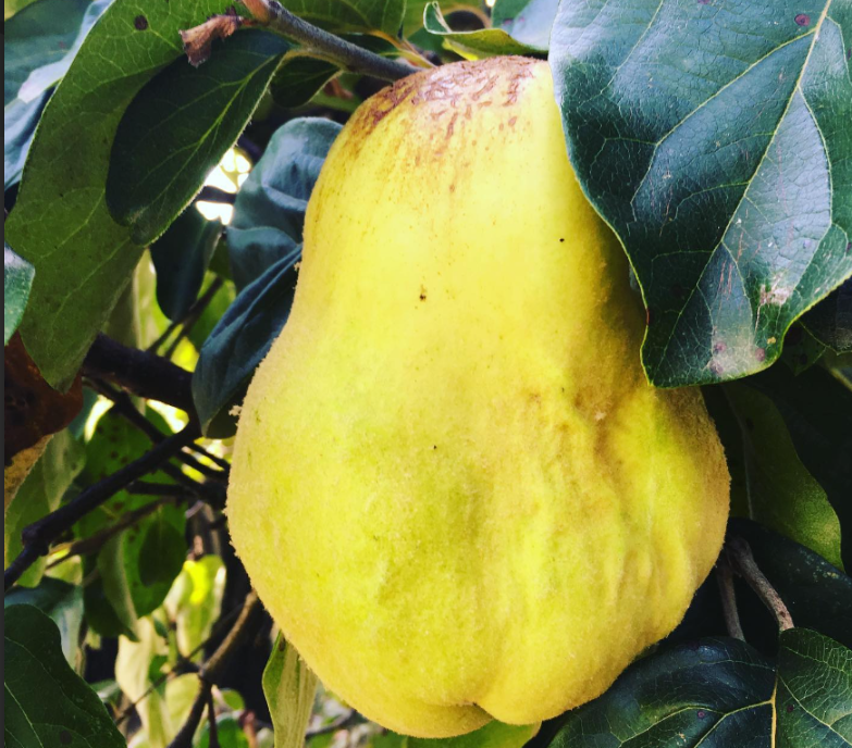 Monstrueux De Vranja 🔒
