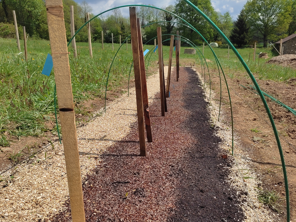 Semis d’arbres /drpd_IMG_20220505_142222.jpg