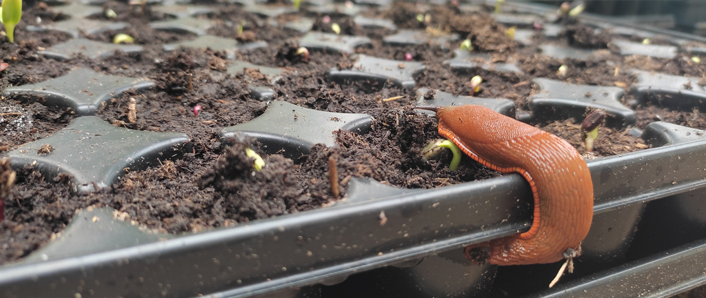 Limace /drpd_IMG_20220513_091642.jpg