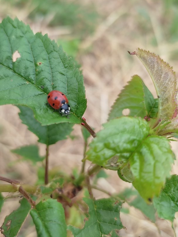 Coccinelle /drpd_IMG_20220513_103209.jpg