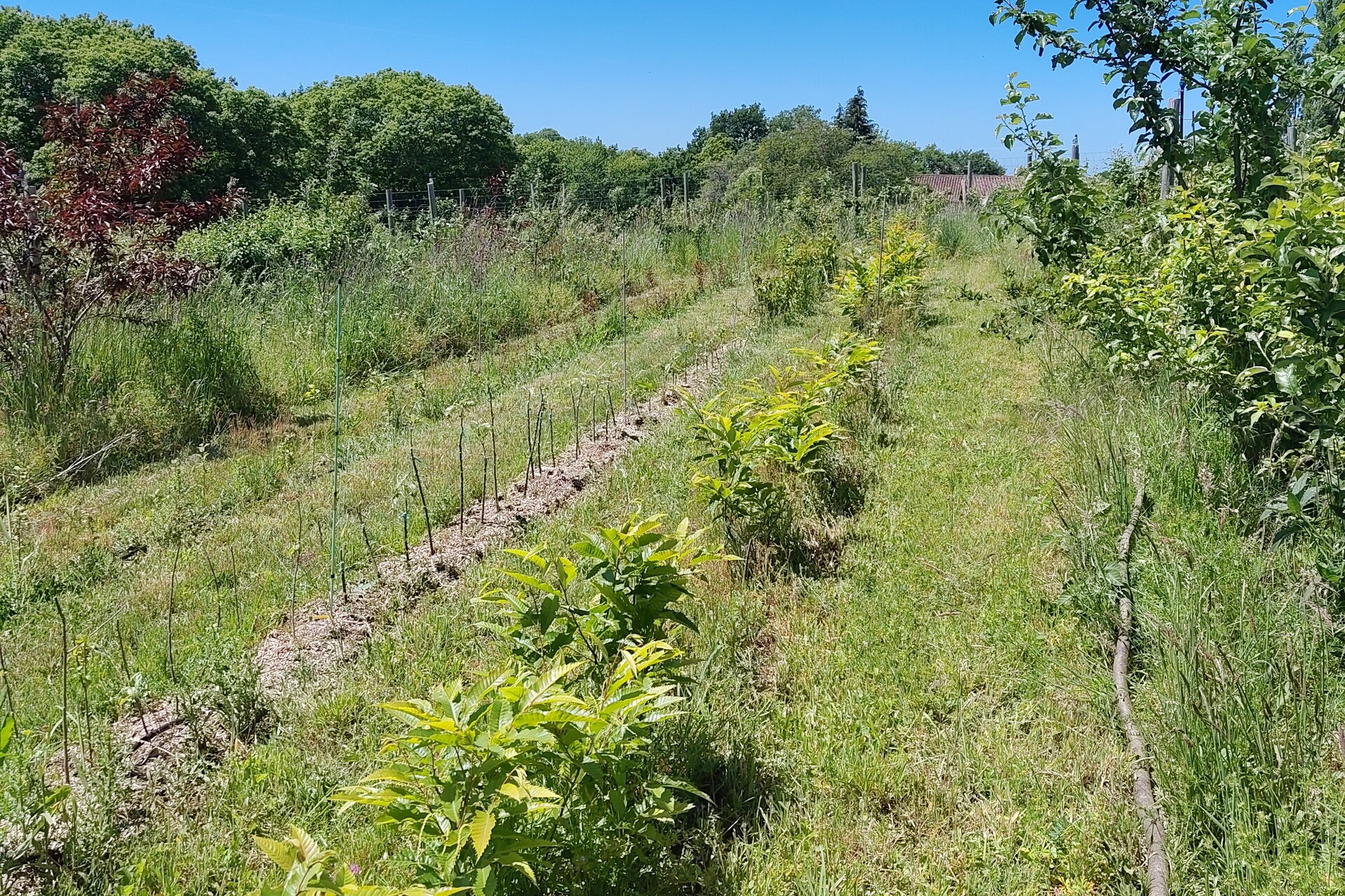 Rangs de jeunes arbres dans l'herbe de la pépinière en mai, sous un ciel bleu