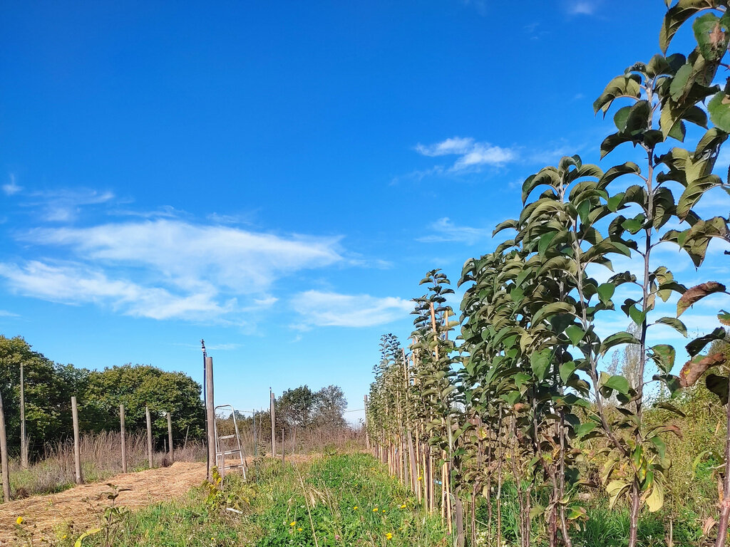 Rang de scions de pommiers sur la droite, sous un grand ciel bleu d'automne, à la pépinière